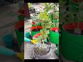 Guava plant grow tips using compost soil #guava #gardening #rooftopgarden #flowergram #fruit #plants