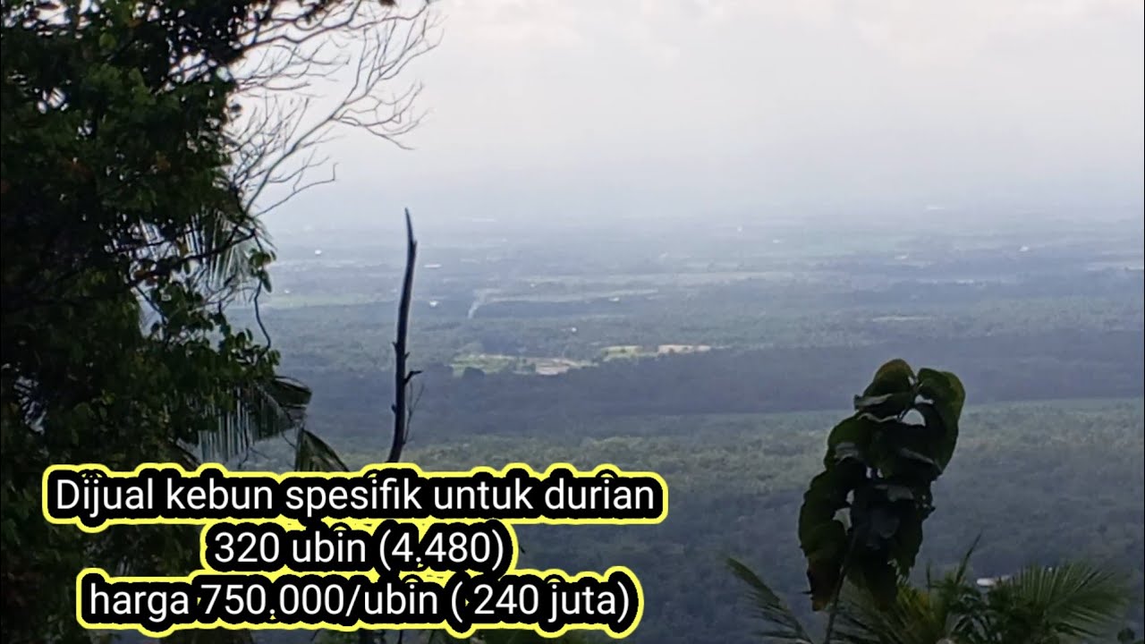 Juni 2025 Dijual tanah spesifik produksi durian .... 100% cocok ...air gratis  24 jam Banyumas