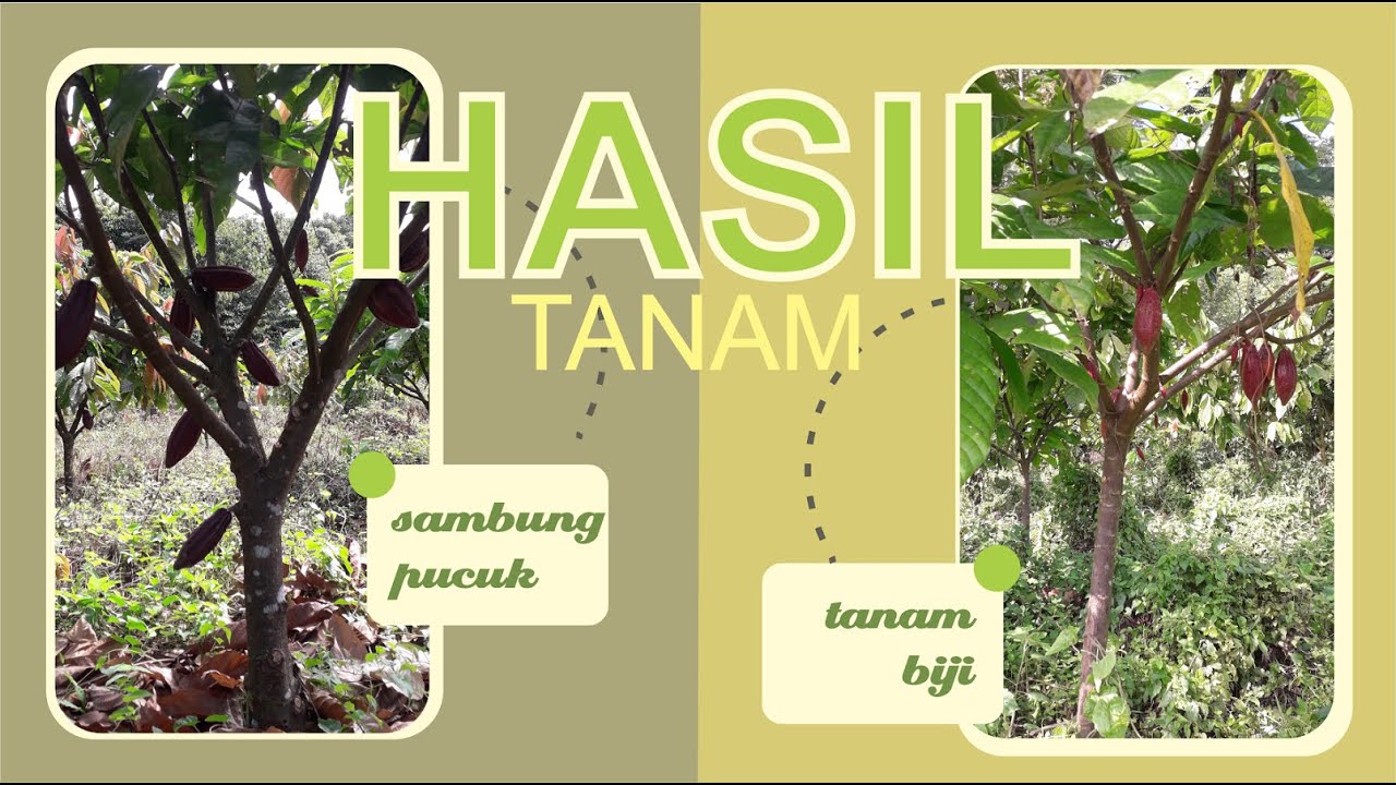 bingung memilih kakao tanam biji atau kakao sambung pucuk.?