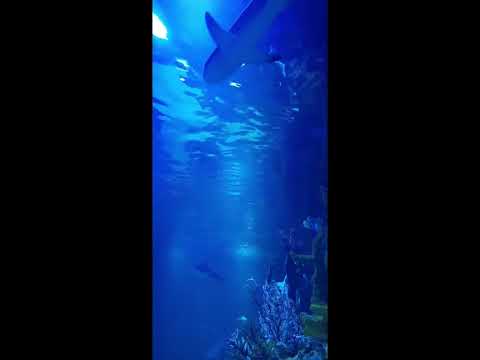 Dubai mall aquarium #aquarium #dubailife #shorts#viral #trending