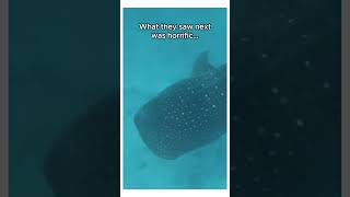 This manta ray saved this sharks whole family 😱 #wholesome #ocean #seacreature