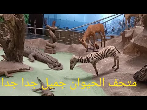 متحف الحيوانات جميل جدا جدا جدا 