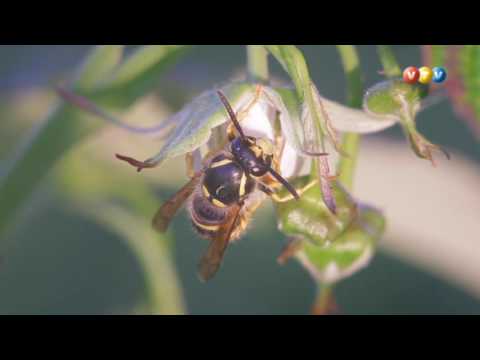 Video: Kā Nomierināt Blusu Kodumus