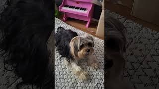 Smart Yorkshire terrier playing piano  #shortvideo #subscribe #youtubeshorts #viral #dog #dog