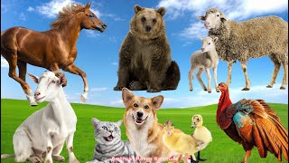 The Funniest Animal Sounds on Earth: Bear, Sheep, Horse, Chicken, Goat, Duckling | Animal Moments