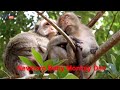 Welcome Newborn Baby Monkey Dax To Amber Troop | Thank Queen Daisy Giving Birth Dax