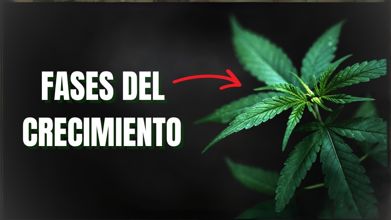 Las etapas de crecimiento de tu planta de cannabis