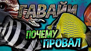 Почему Обновление ГАВАЙИ не повторило успеха Борнео в Русской Рыбалке 3?