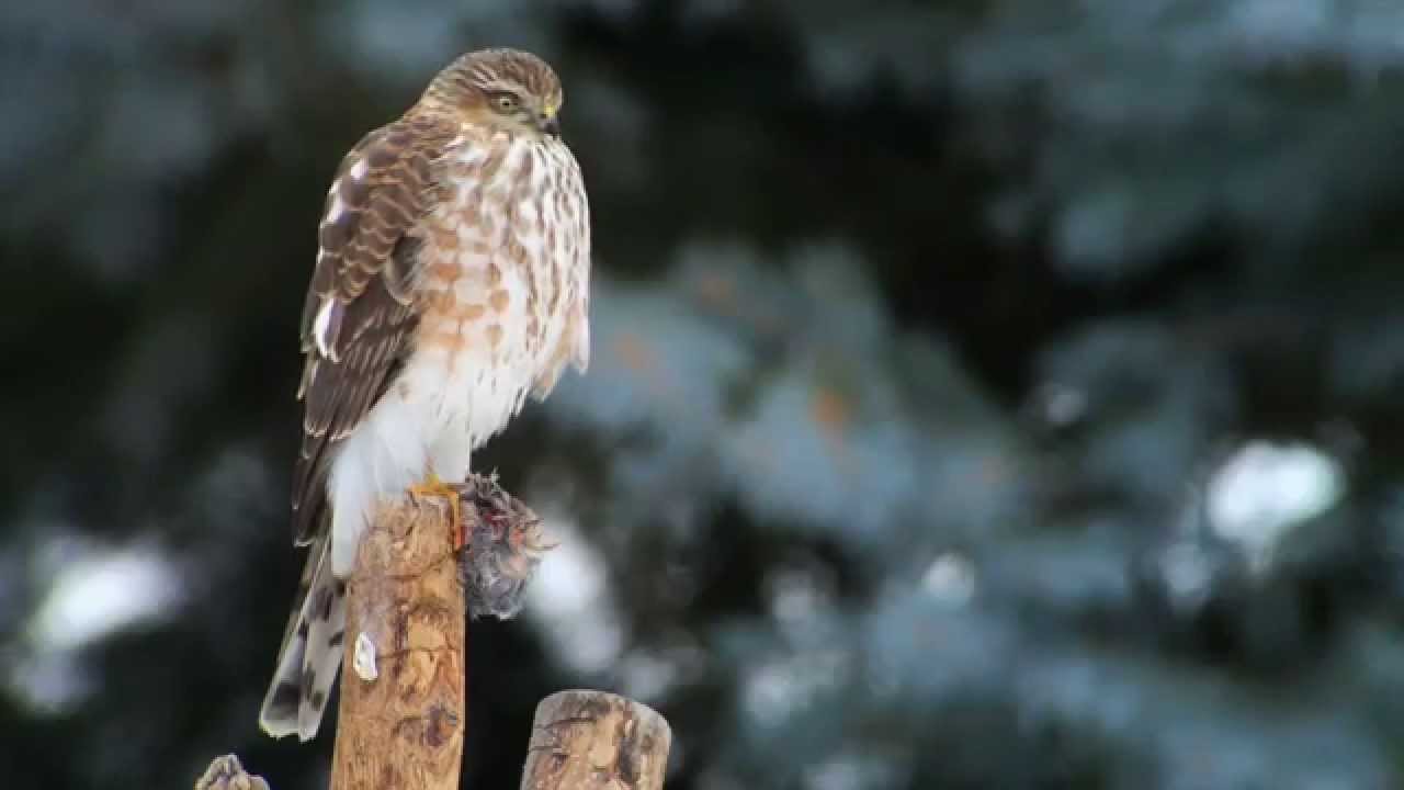 Sharp-shinned Hawk, Background Comparison 