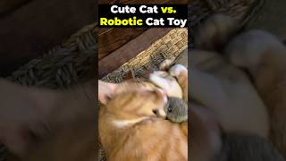 funny cat vs flying squirrel toy 🐱 #shorts