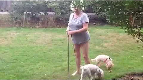 Crazy neighbor