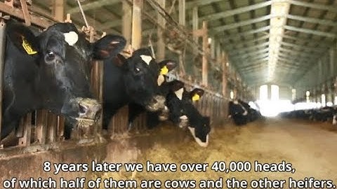 See this video with TH True Milk about dairy farming and how to optimize efficiency and milk quality