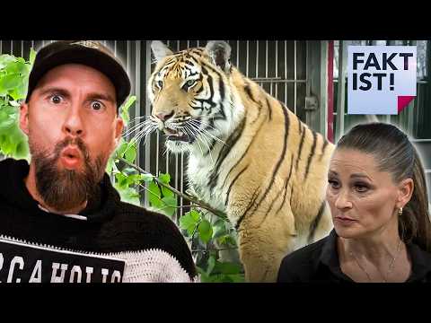 Tigerhaltung muss beendet werden! Carmen Zander bei „Fakt ist!“ im MDR | Robert Marc Lehmann