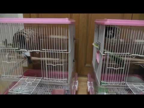 【文鳥】クッキーとミッキーは互いにカゴを入れ替わる時がある[Java Sparrow]Kukky and Mikky exchange cages with each other sometimes