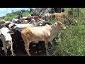 Gado de corte da lucro, porque os fazendeiros cria vacas ?