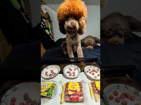 Can Kraken tell which hotdogs are beef? #hotdogs #funnydogvideos #tastetest #doodledogs