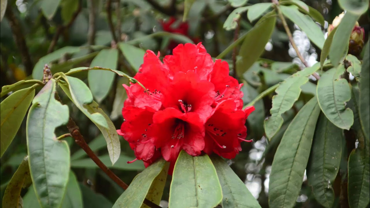 Barsey singalila trek in April - (Day-8) Phalut to Gorkhey