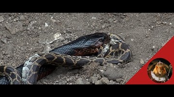 Indigo Snake Vs Python Snake Real Fight Caught On Camera