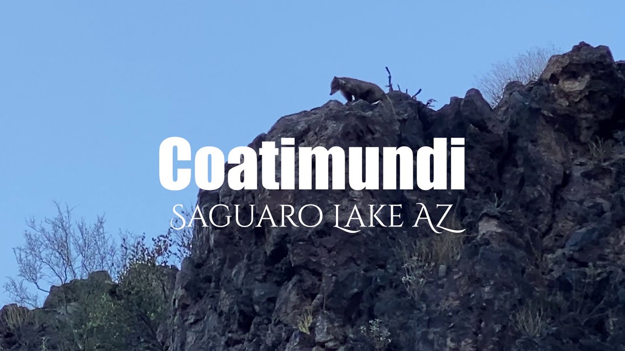 Coatimundi at Saguaro Lake AZ - YouTube