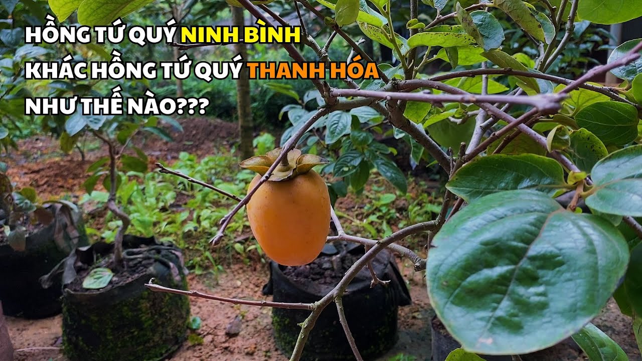 Hồng Tứ Quý Ninh Bình khác Hồng Tứ Quý Thanh Hóa như thế nào? | Nhà vườn Lam Hồng