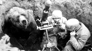 La Desgarradora Historia Del Oso Soldado Que Luchó En La Guerra