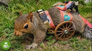 Wild Paralyzed Squirrel Asks Me For Help - And What He Does Is Incredible