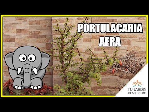 Video: Portulacaria Care - Cultivo de plantas suculentas de elefante en el hogar