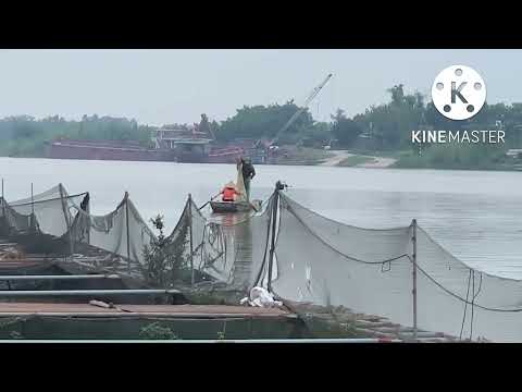 Video Xem ngư dân đánh chài ngoài sông Thái Bình được rất... - youtube