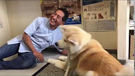 獣医のことが好きな犬  