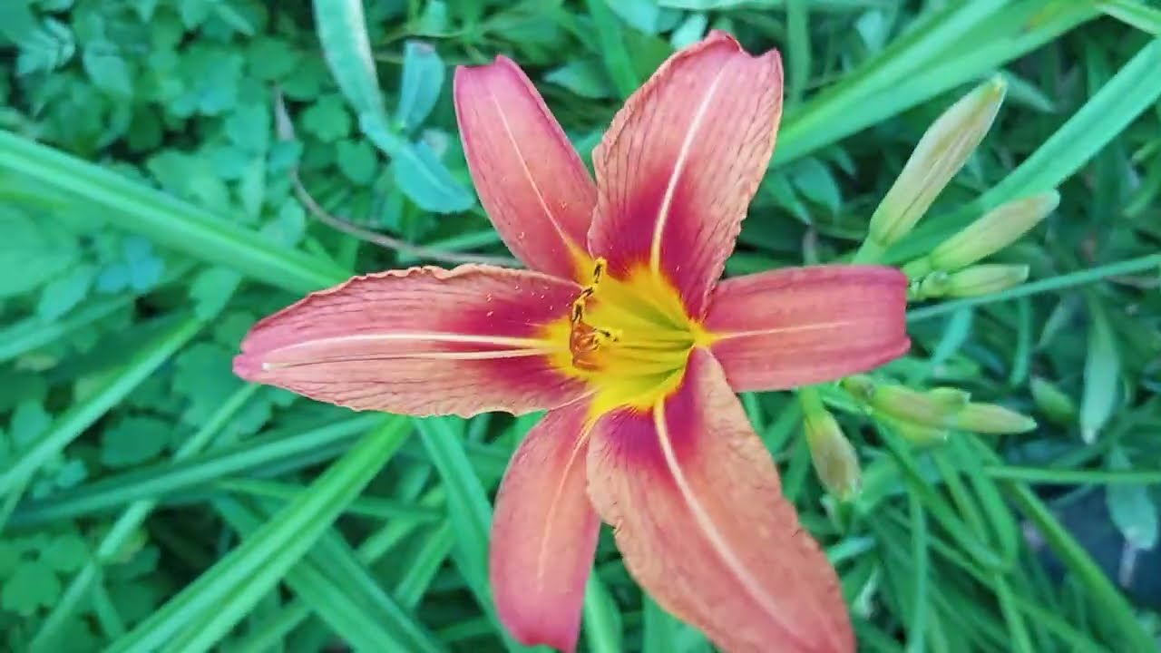 Flowers nature summer green