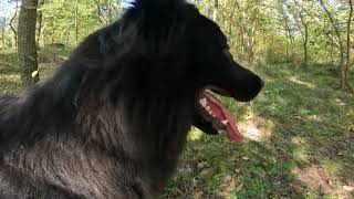 Dog Belgian Shepard 1Year Old Training Playing Group Black Groenendael Sheepdog Milinois