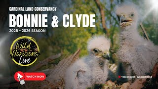 🦅 LIVE Bald Eagle Cam : Cardinal Land Conservancy | Wild Horizons 14.11.25