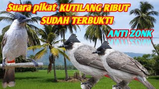 SUARA PIKAT KUTILANG RIBUT ANTI ZONK