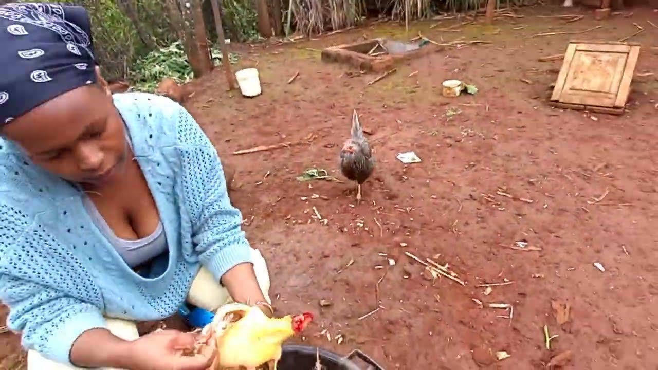 How to Butcher /Slaughter a Chicken for Beginners - YouTube