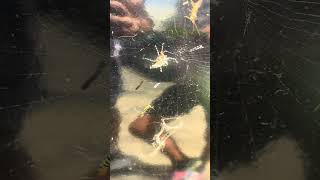 Araña 🕷️ terminando emboscando oruga 2 #arañas #araña speligrosas#vidasalvaje  a