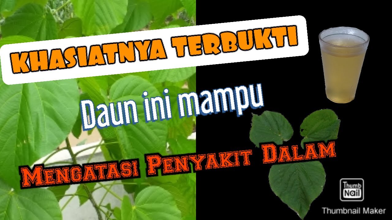 Cara Mengatasi Penyakit Hepatitis dan Hipertensi dengan Daun Paliasa ...