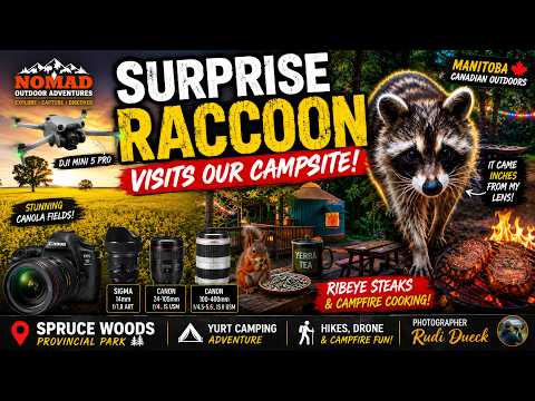 🦝 SURPRISE RACCOON Visits Our Campsite! Spruce Woods Provincial Park Yurt Camping Adventure