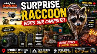 🦝 SURPRISE RACCOON Visits Our Campsite!  Spruce Woods Provincial Park Yurt Camping Adventure