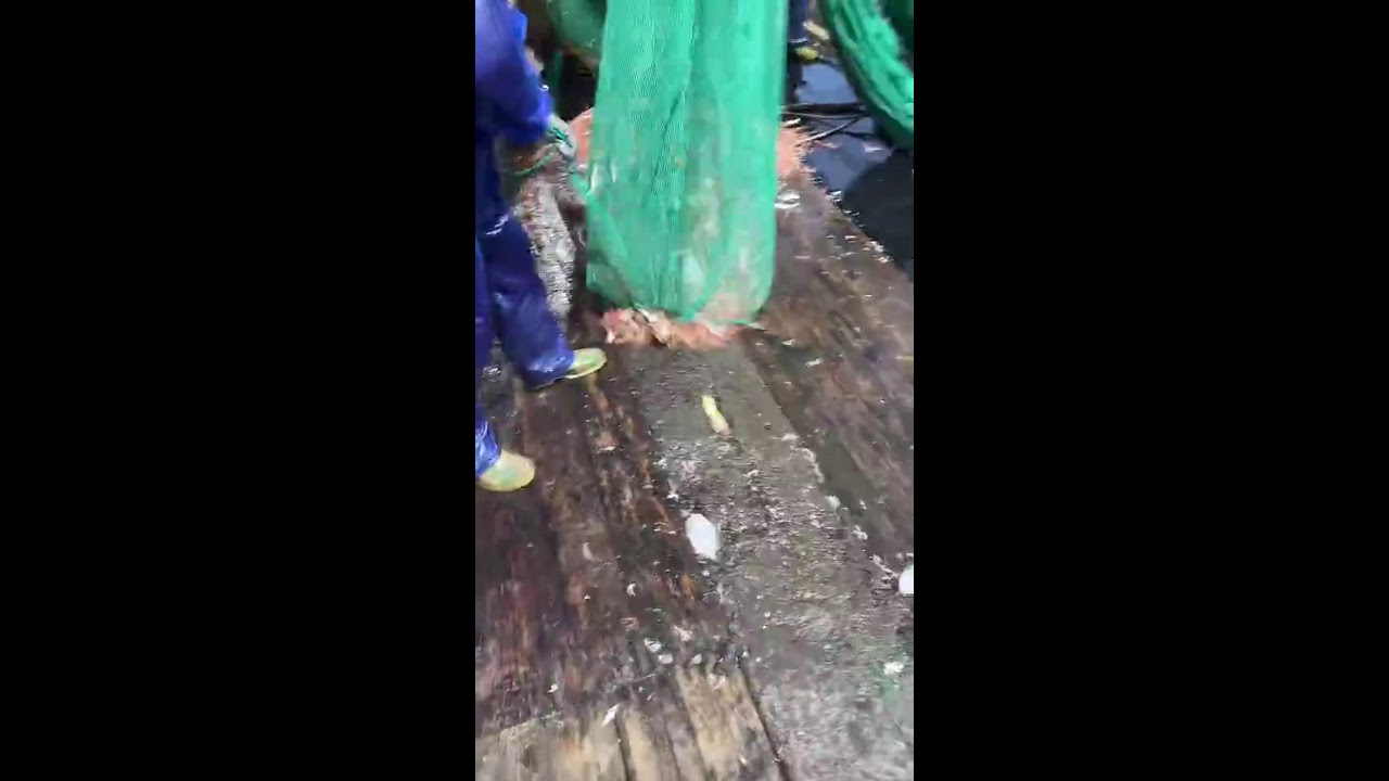 LIVE📹 | Net Fishing in the Pacific Ocean. 