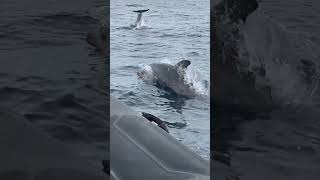 Dauphins au large de Faro (Portugal)