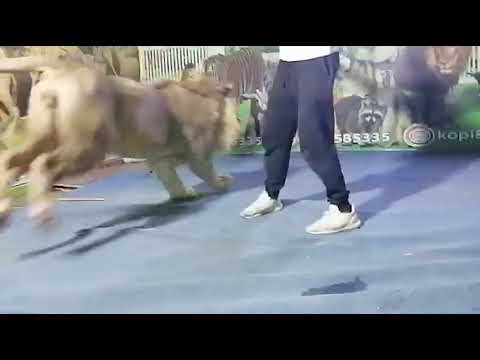 القحطاني في مهرجان رنيه