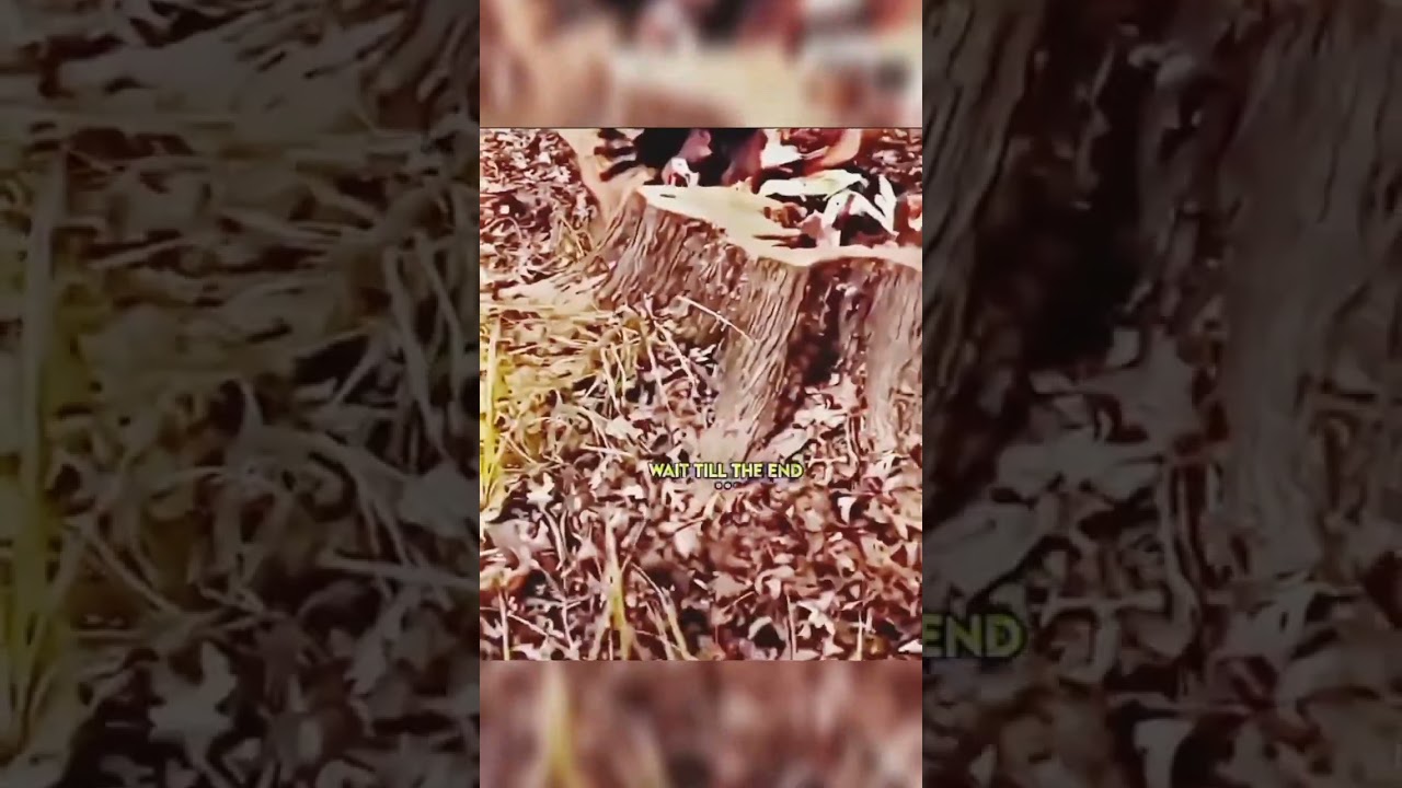 Secret agent of dogs