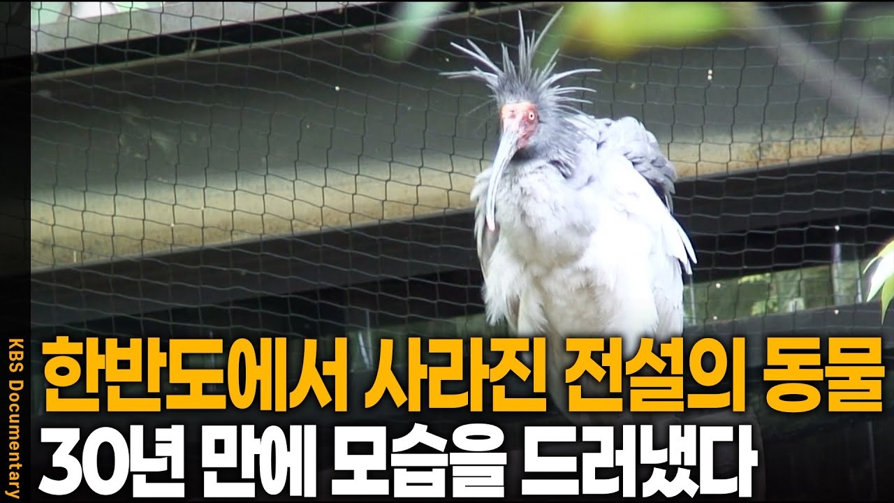 한반도에서 사라진 전설 속 동물이 30년 만에 모습을 드러냈다.. | KBS 20100616 방송