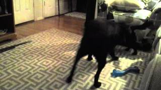 Olivia The Dog And Ava Her Dogsister Eat A Pig