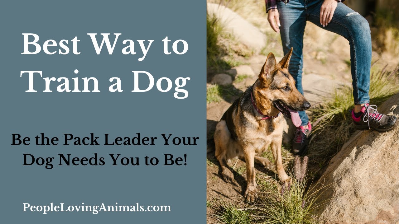 Best Way to Train a Dog 5 Dog Training Exercises to Be Pack Leader to