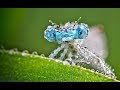 Fascinants insectes 23  documentaire animalier
