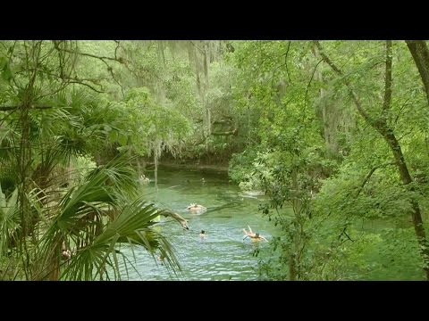 Florida Travel: Welcome to Blue Spring State Park