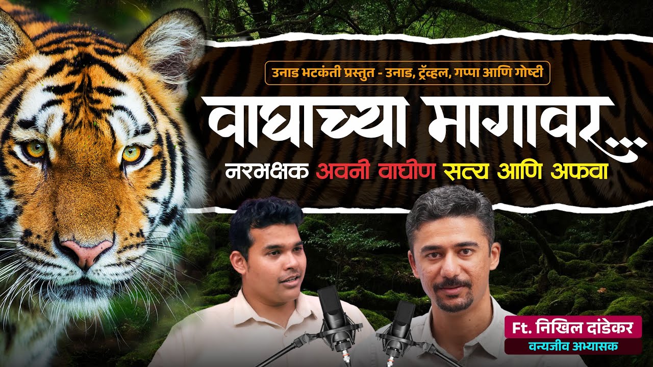वाघाच्या मागावर | Man-eater “Avni Tigress”: Truth and Myths | Nikhil Dandekar | Episode 34