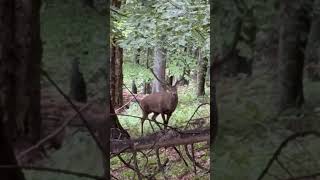 Red Deer Rut in the Carpathians – Real Stag Roaring Sounds