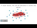 Understanding Osmosis and Cellular Equilibrium